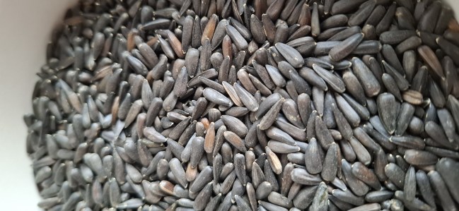 slnecnica male semena